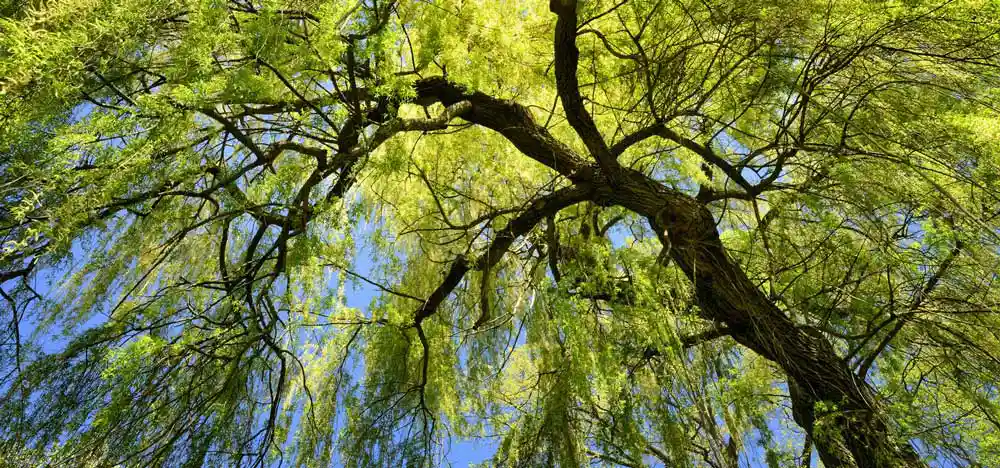 willow tree
